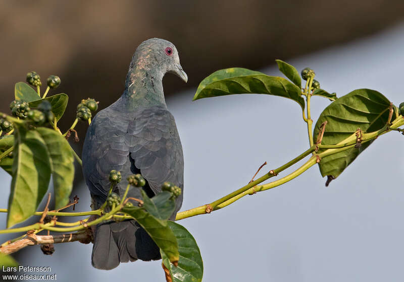 Pigeon de Malherbeadulte, composition