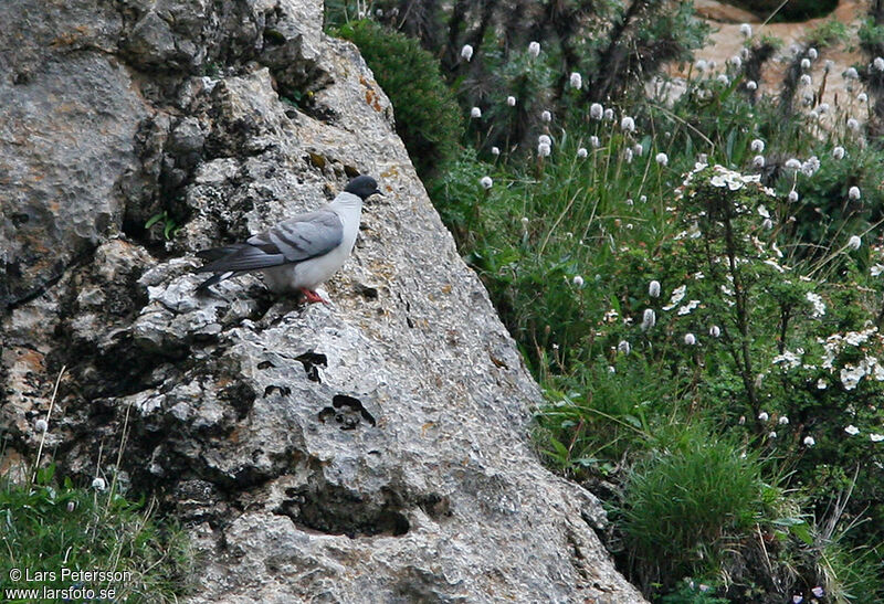 Pigeon des neiges