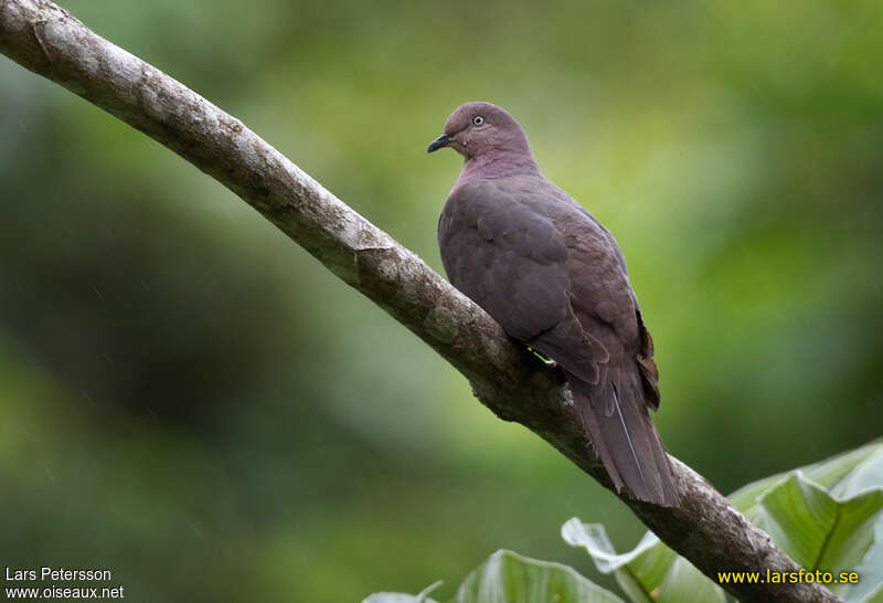 Pigeon plombéadulte, pigmentation