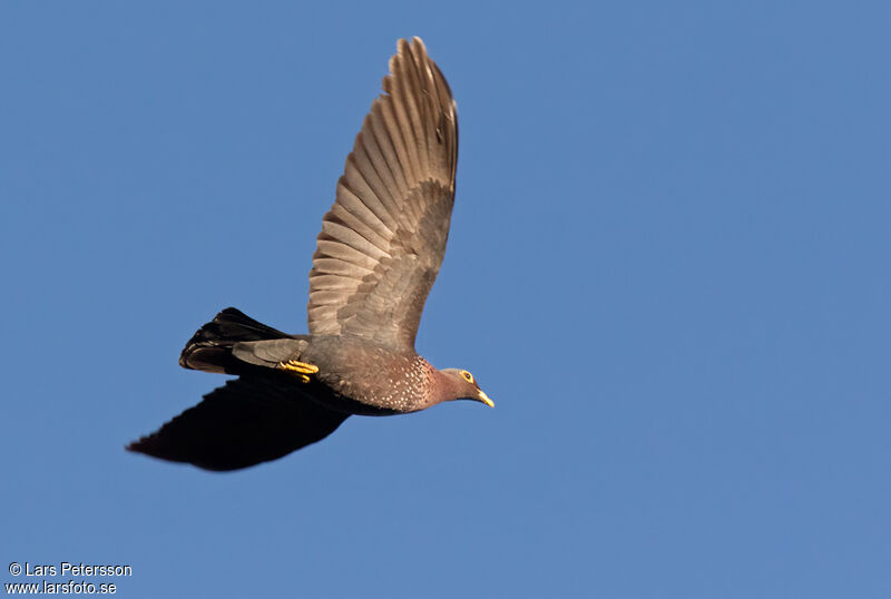 African Olive Pigeon