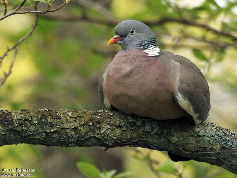 Common Wood Pigeon