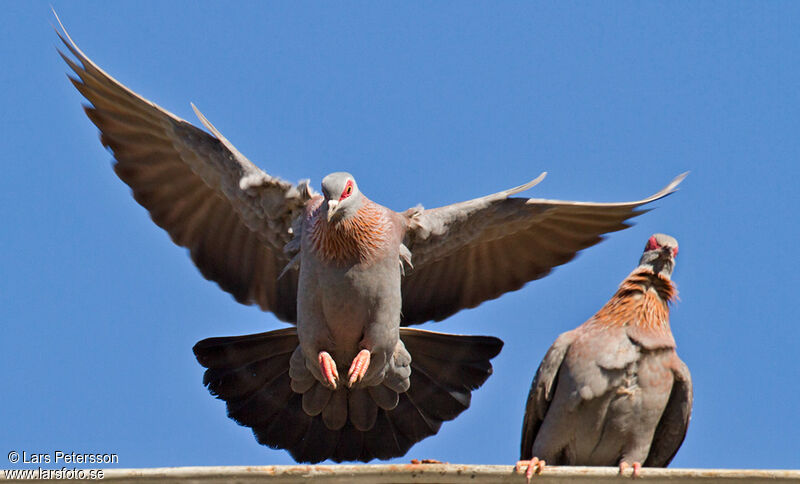 Pigeon roussard