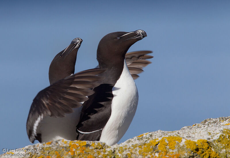 Pingouin torda