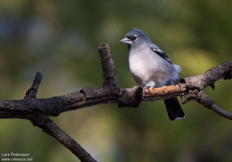 Gran Canaria Blue Chaffinch male adult, close-up portrait