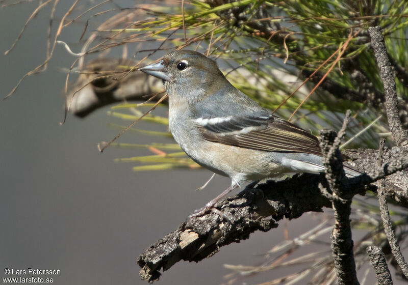 Gran Canaria Blue Chaffinch