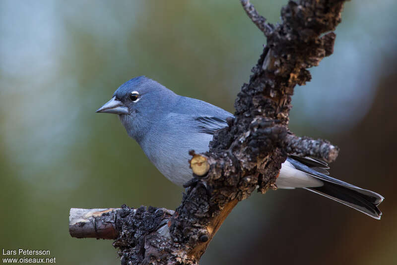 Tenerife Blue Chaffinch male adult, close-up portrait