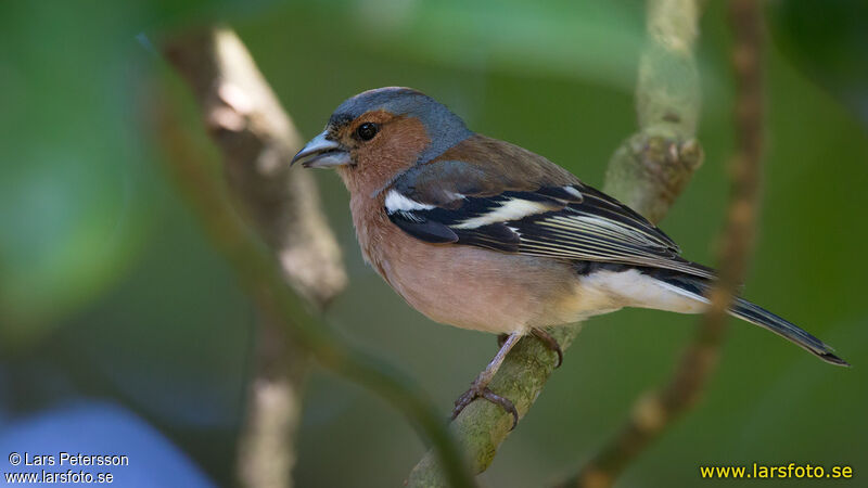 Eurasian Chaffinch