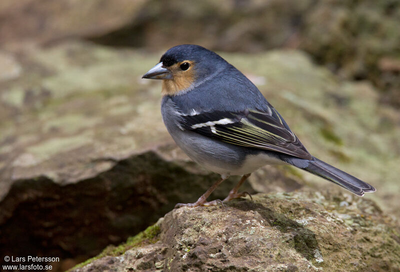 Canary Islands Chaffinch