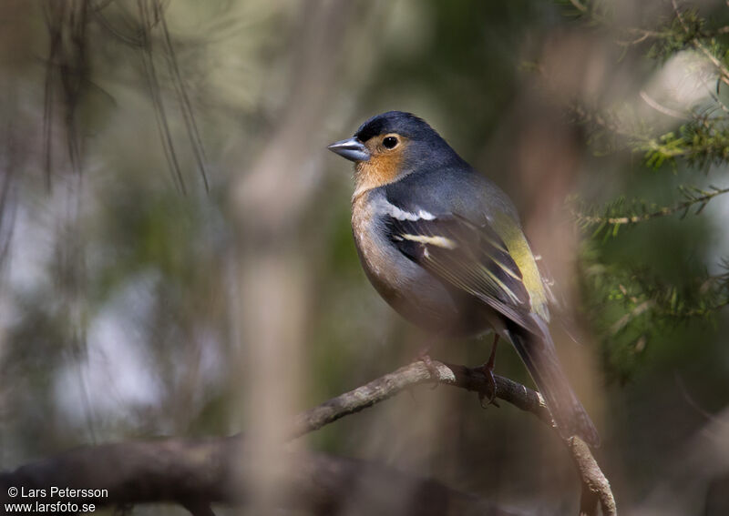 Canary Islands Chaffinch