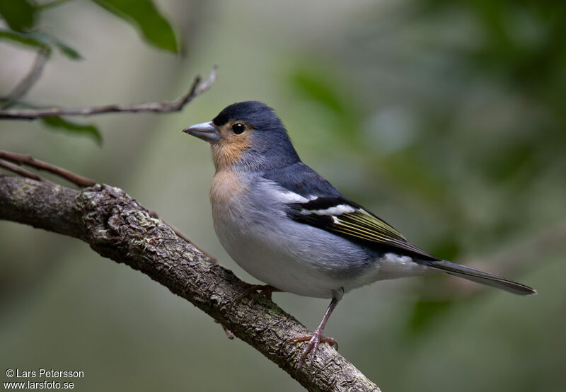 Canary Islands Chaffinch