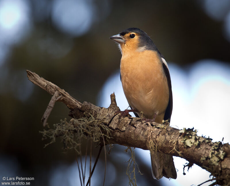 Canary Islands Chaffinch