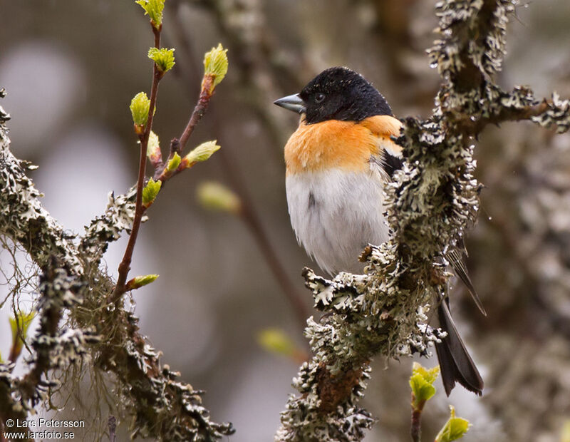 Brambling