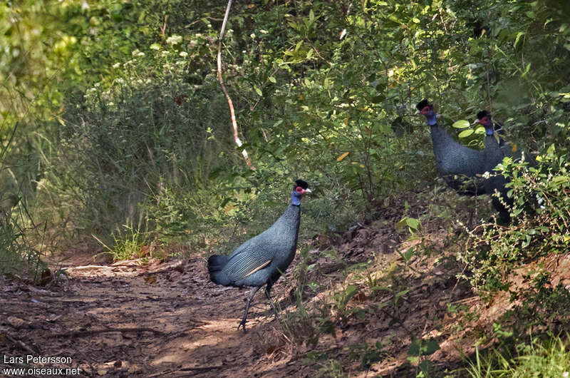 Pintade de Pucheranadulte, habitat