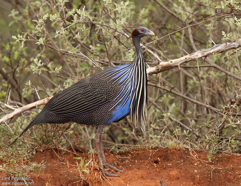 Vulturine Guineafowladult, identification