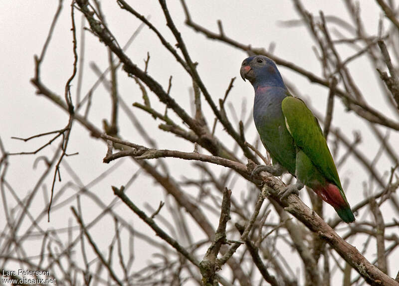 Pione à tête bleueadulte, identification