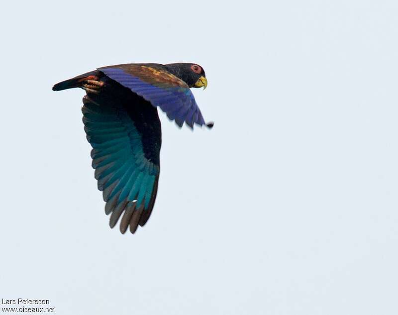 Bronze-winged Parrotadult, pigmentation, Flight