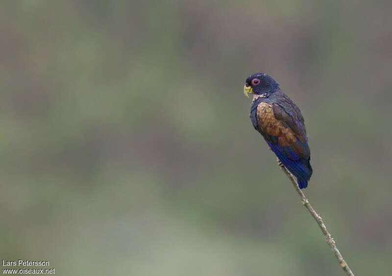 Bronze-winged Parrotadult, identification