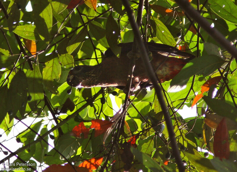 Dusky Parrot