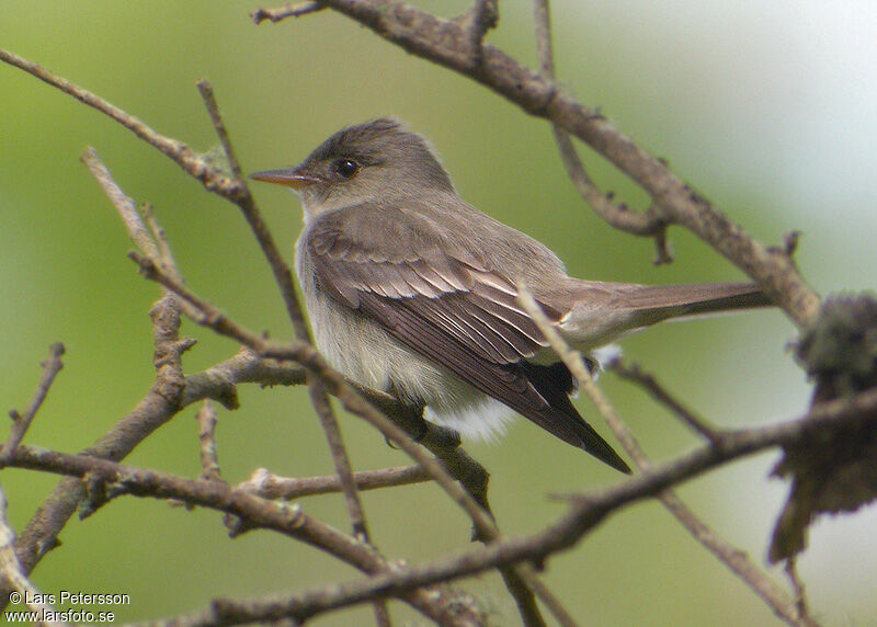 Eastern Wood Pewee