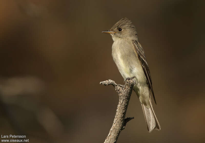 Pioui de l'Ouestadulte, identification