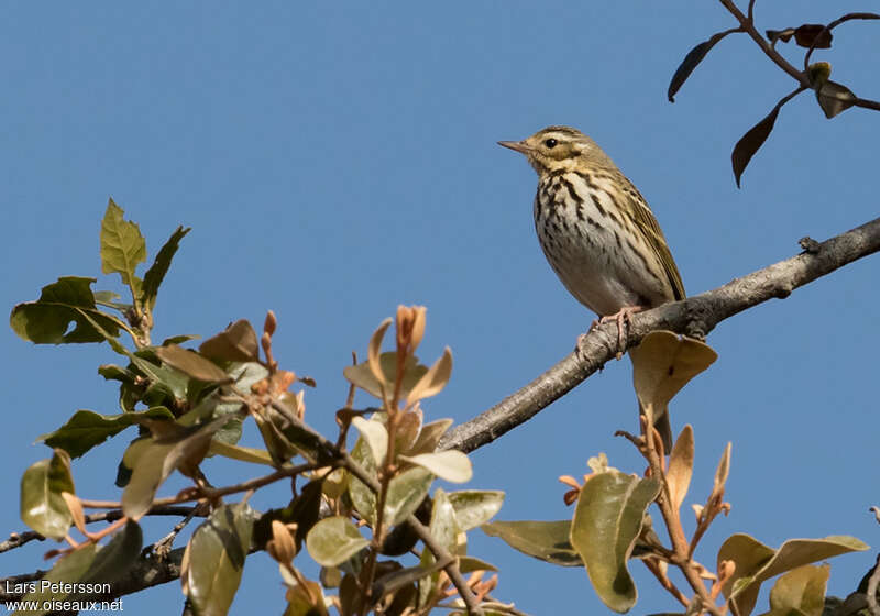 Pipit à dos olive, habitat, pigmentation, Comportement