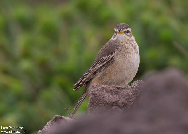 Plain-backed Pipitadult, identification