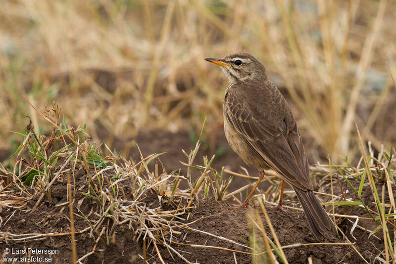 Pipit à dos uni