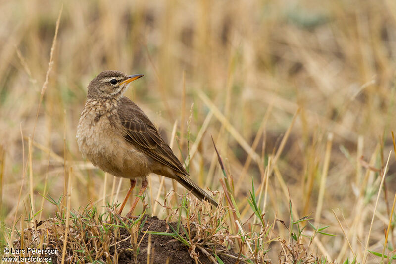 Pipit à dos uni