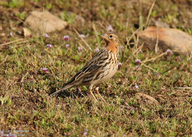 Pipit à gorge rousse