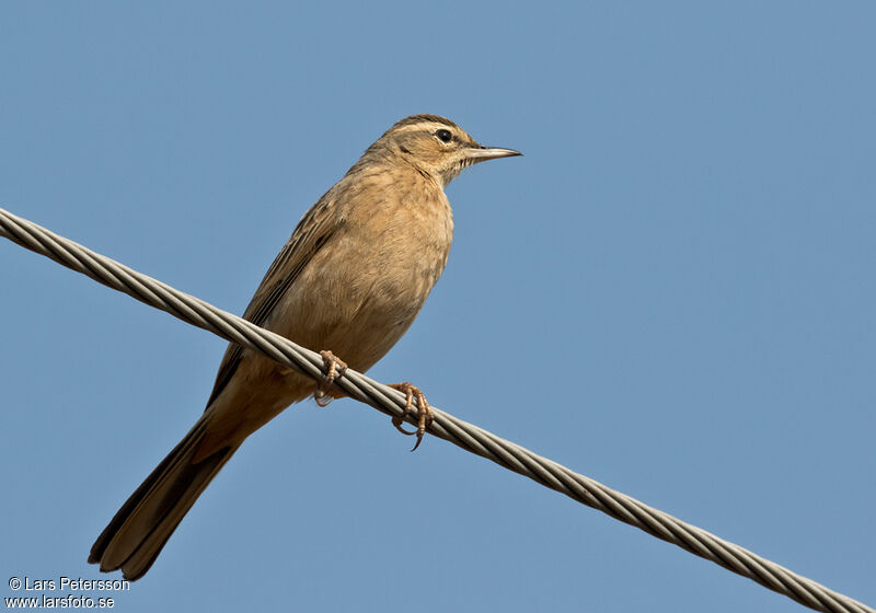 Pipit à long bec