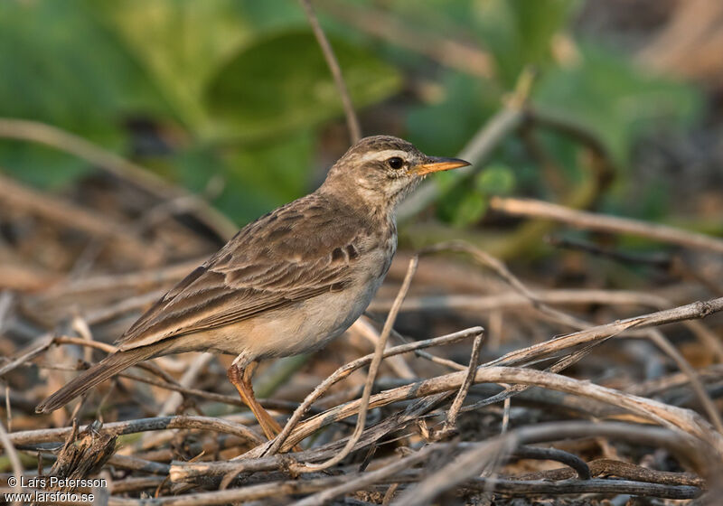 Pipit à longues pattes