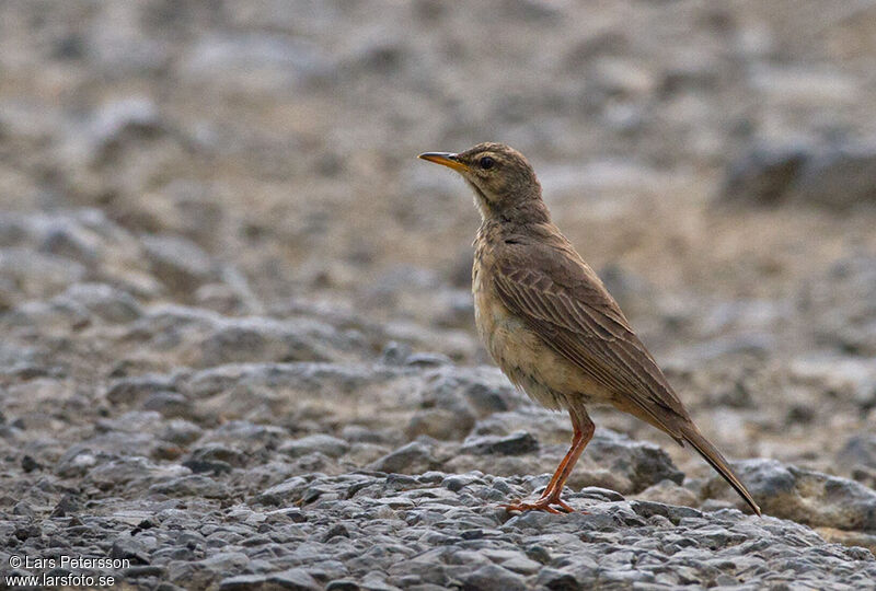 Pipit africain