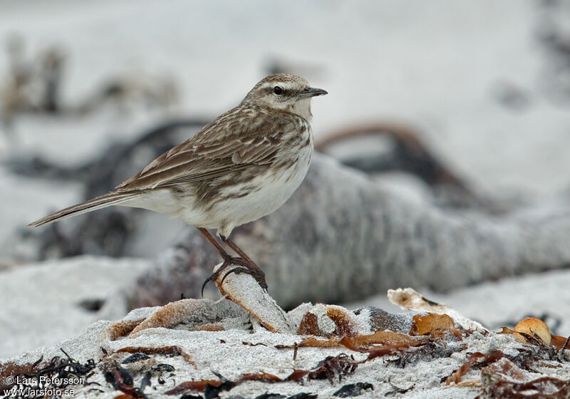 Pipit austral