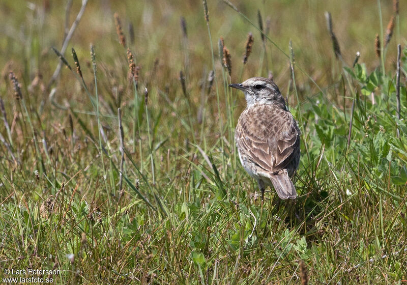 New Zealand Pipit