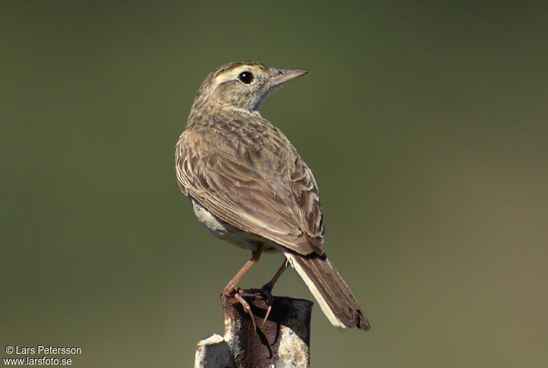 New Zealand Pipit