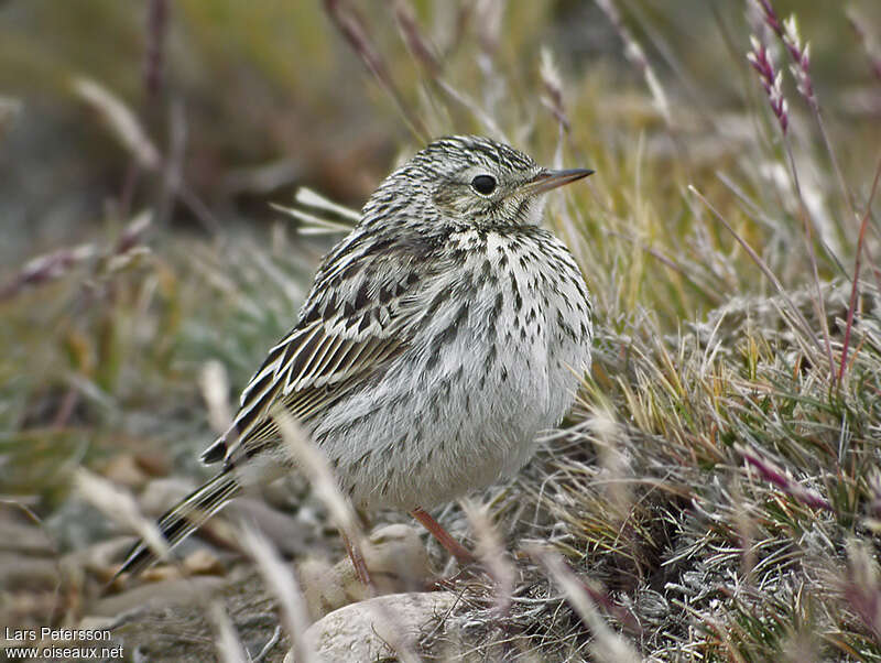 Correndera Pipit, close-up portrait