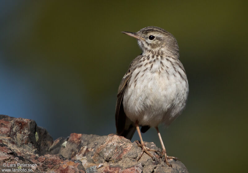 Pipit de Berthelot