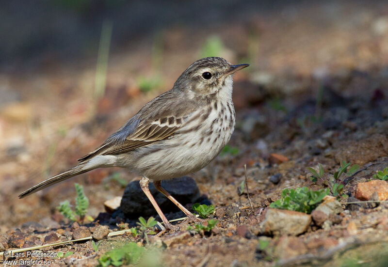 Pipit de Berthelot