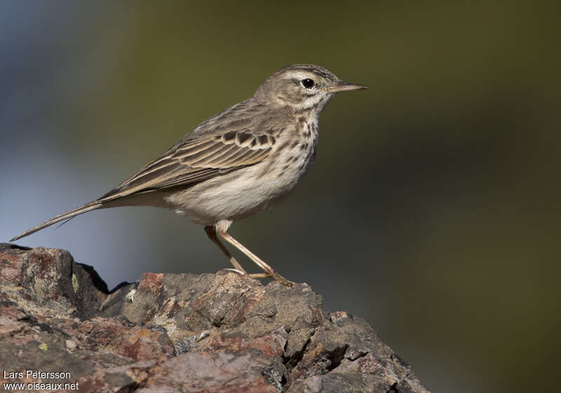 Berthelot's Pipitadult, identification