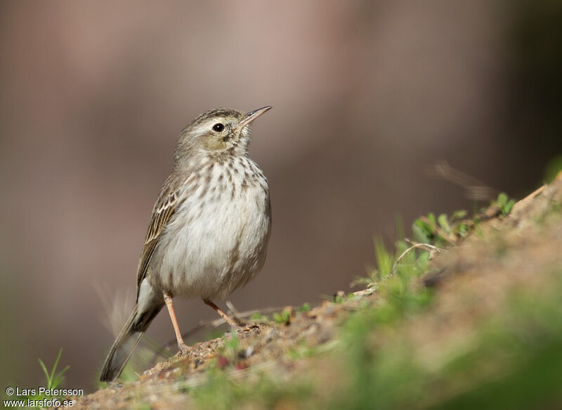 Pipit de Berthelot