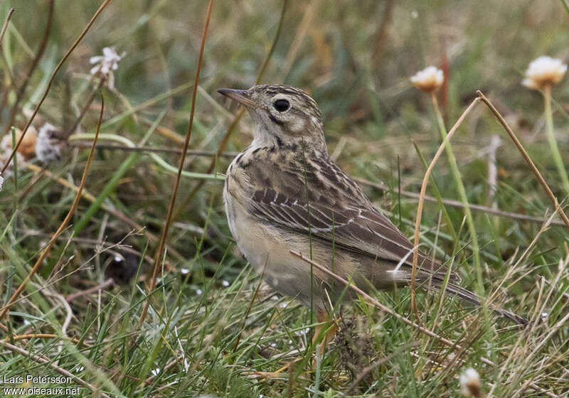 Pipit de Godlewski1ère année, identification