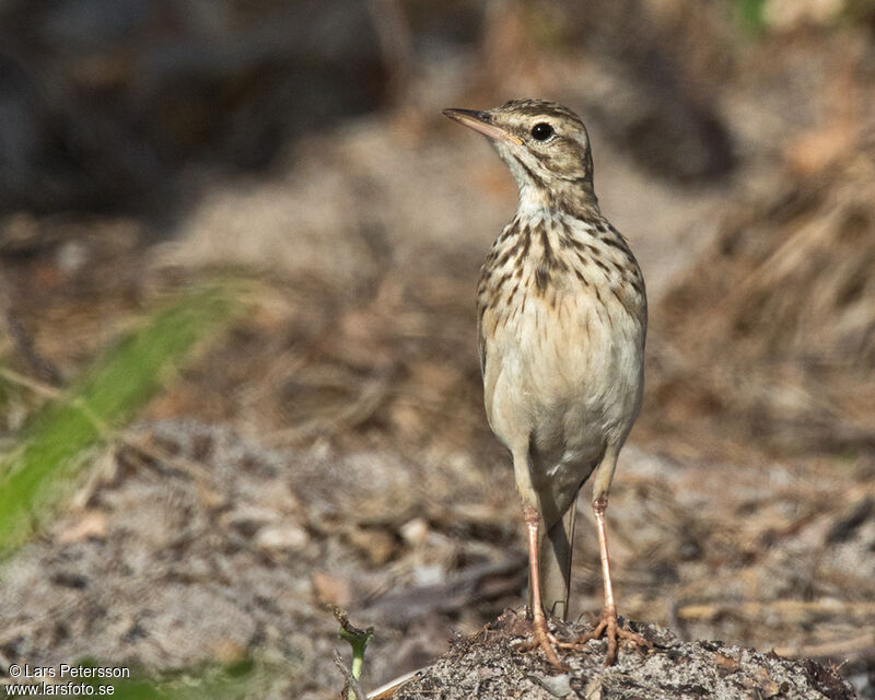 Pipit de Melinda