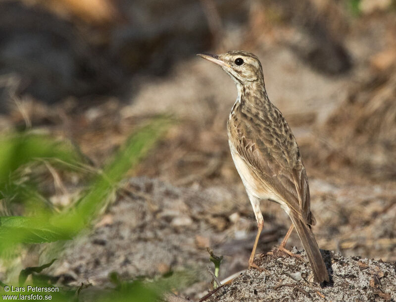 Pipit de Melinda