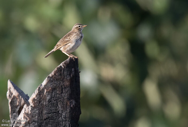 Pipit de Melinda