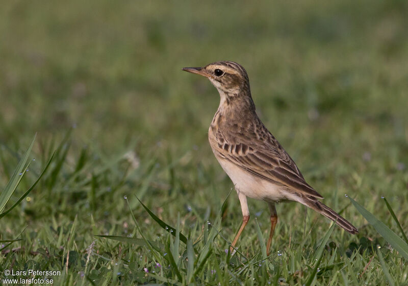 Pipit de Richard