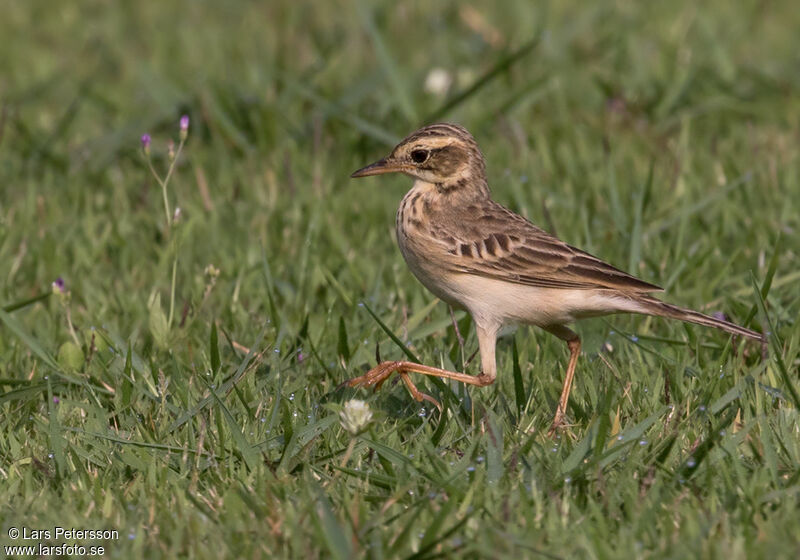 Pipit de Richard