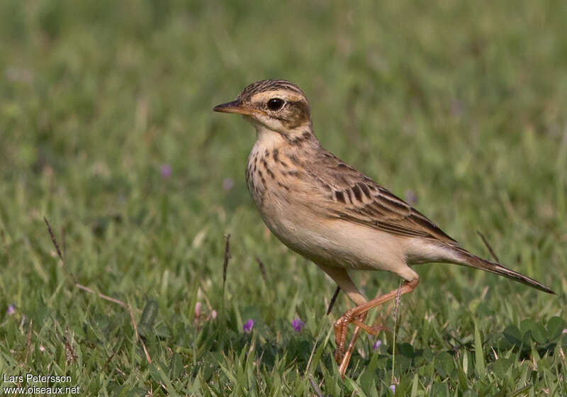 Pipit de Richard2ème année, identification