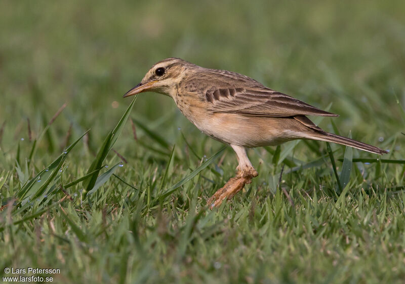 Pipit de Richard