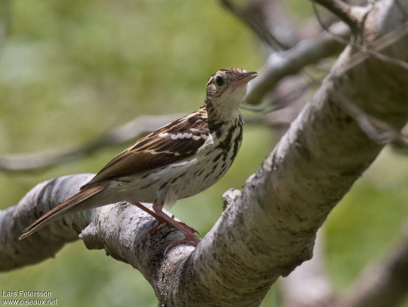 Sokoke Pipitadult, identification