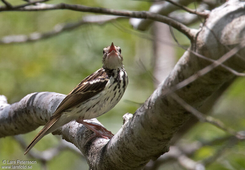 Sokoke Pipit